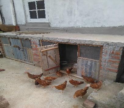 Figure 3: Prevalent housing systems practiced for rural backyard poultry in Himachal Pradesh Pradesh Though, most farmers provided supplementary feeding along with scavenging by offering locally