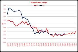 TEL: (01432) 761882 MARKET REPORTS WEDNESDAY 14th November 2018 PRIME LAMBS - 2143 Auctioneer - Richard Hyde A very good entry in terms of numbers but a very selective trade.