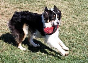 EDDOG s Vision Local Off-Leash Dog Parks Provide community education and training Encourage appropriate canine behavior and socialization Facilitate and support community canine meetups Assist in