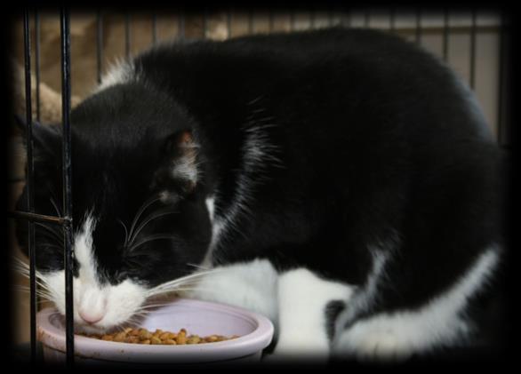 What Should I Feed My Cat? Dry Food By Jeanne Spencer, Shelter Manager and Board Member As shelter manager, I am frequently asked by people adopting our animals What should I feed my cat/kitten?