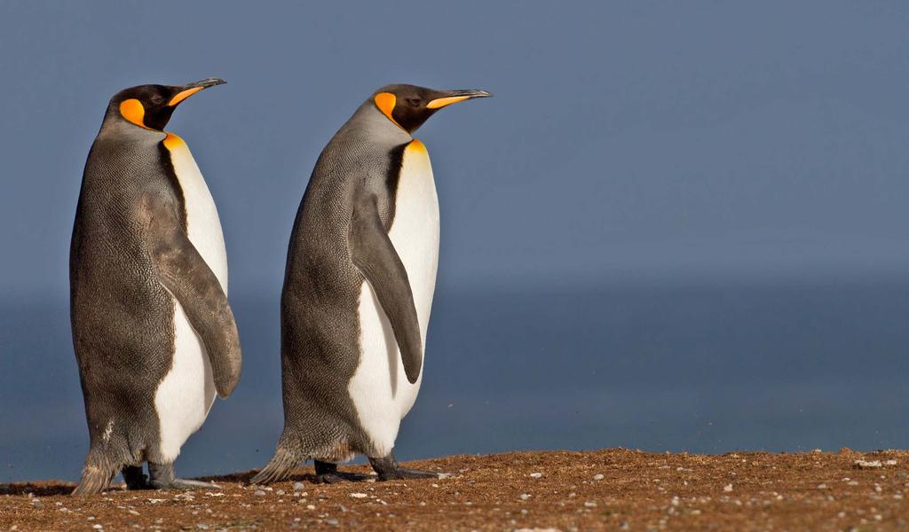 71 Aptenodytes patagonicus King Penguin Aptenodytes patagonicus have adapted to their extreme living conditions in the subantarctic: to keep warm, they have four layers of feathering.
