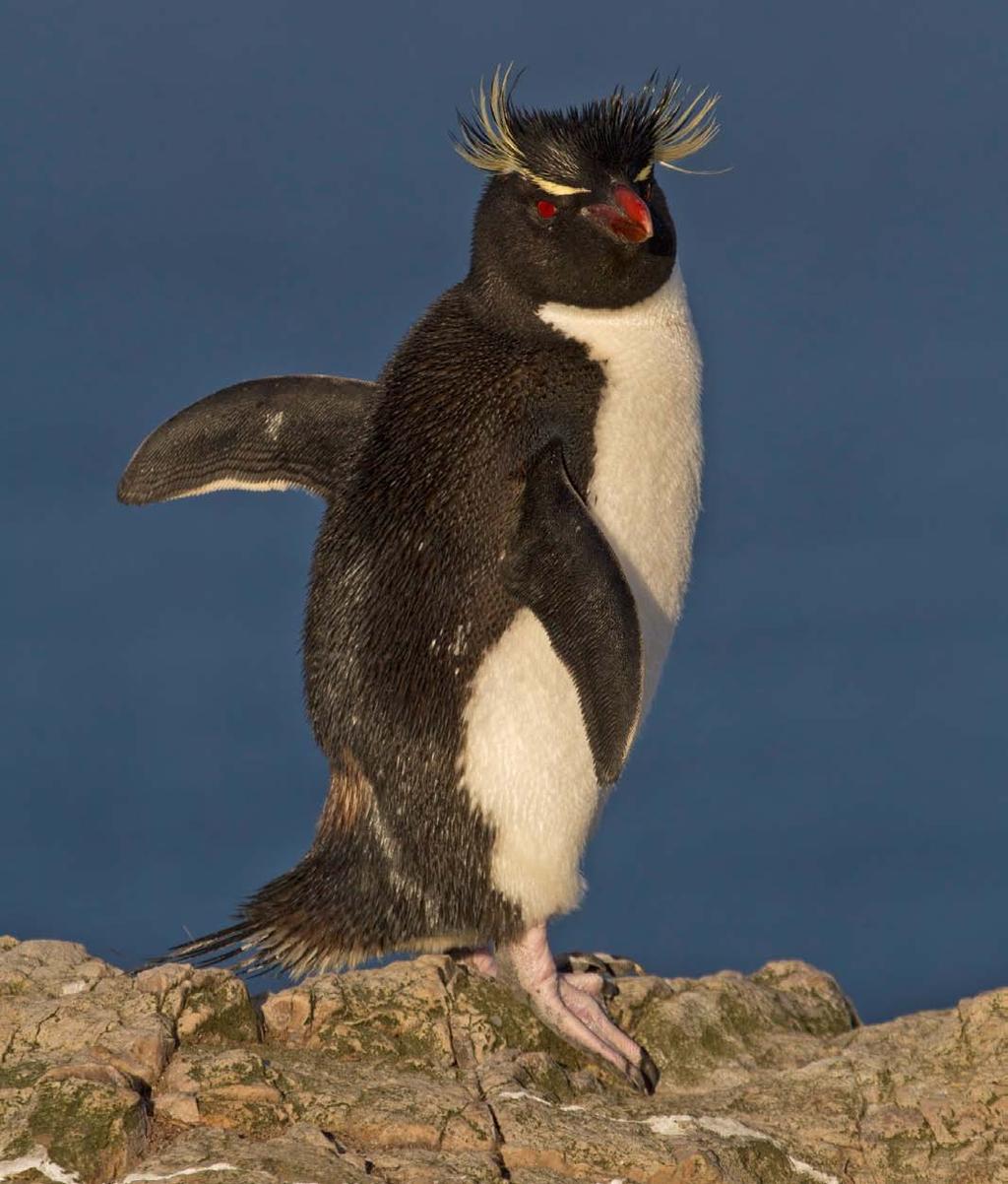 73 Eudyptes chrysocome The Southern Rockhopper Penguin group has a global population of roughly 1 million pairs.