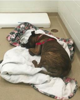 8. Shelter s Longest Resident Celebrates His Last Day Alone In A Kennel http://barkpost.