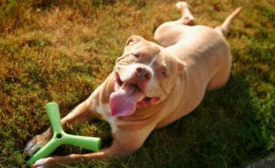 10. Arizona Has Become The 20th State To Ban Discrimination Against Pit Bulls http://barkpost.