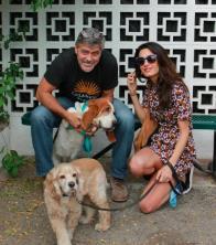 - George Clooney: I can't emphasize this enough. If he's at your shelter, PLEASE TELL ME!