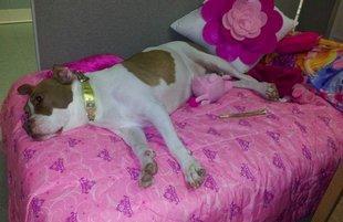 Sydney The Pit Bull Princess Gets The Royal Treatment At Animal Shelter After
