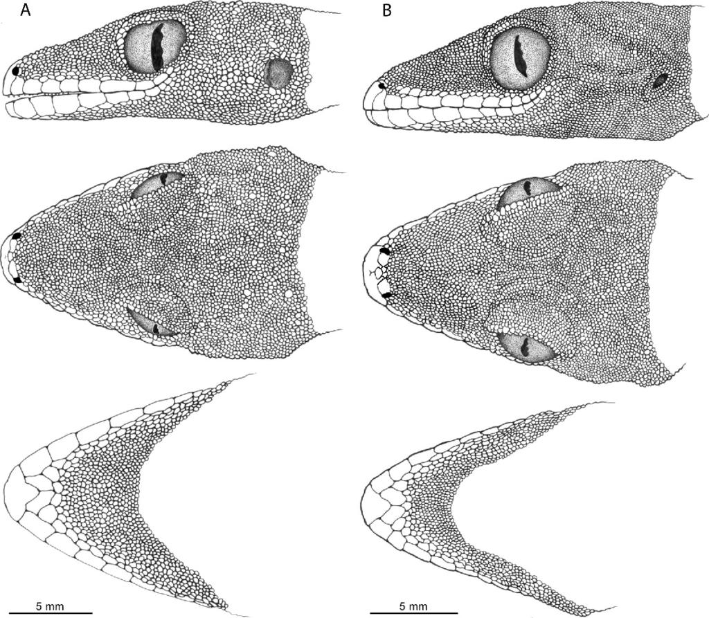 330 HERPETOLOGICA [Vol. 65, No. 3 FIG. 2. Lateral, dorsal, and ventral views of heads of (A) male Cyrtodactylus tautbatorum holotype (PNM 9507), and (B) male C. annulatus neotype (CAS 133694).