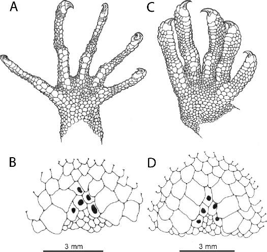 September 2009] HERPETOLOGICA 331 FIG. 3. Palmar views of hand and ventral views of preanofemoral region of (A, B) Cyrtodactylus tautbatorum holotype (PNM 9507), and (C, D) C.