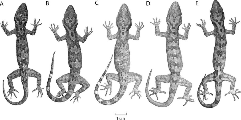 332 HERPETOLOGICA [Vol. 65, No. 3 FIG. 5. Comparison of color pattern in five specimens of Cyrtodactylus tautbatorum (KU 309318 9, and 309323 5). TABLE 1.