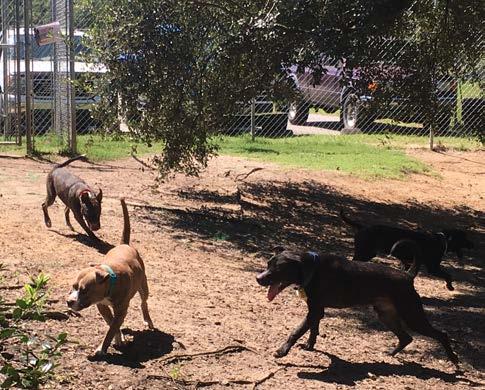 some canine residents as helper dogs in making assessments of fellow dogs. One famous resident is Gumby, who now lives full time at the shelter.
