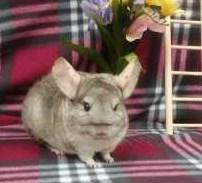 Paw Print Personals! Pepper! I m the cutest Chinchilla around! I m soft and I want to be your loving sidekick for many years! I m at Greenhill! Come say hi!