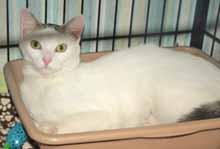Please call 910-392-0557 to adopt us! Adopt-An-ANGEL My name is Liesel. I am a very nice retired mother cat. I am also last year's kitten who was adopted on Craig's List as a free kitten.