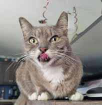 Please call 919-710-3872 to adopt us! All 4 Cats Hello, I'm Gloria. I'm pretty much the purrfect cat - if I do say so myself. So what are you waiting on?