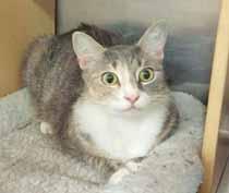 CAT: Cat Adoption Team Please call 910-792-9014 to adopt us! We re at Petsmart 7 days a week. Bailey is my name and I m a beauty!