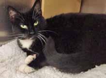 I m a well-adjusted cat who is sweet, curious, and I love to play with catnip toys. I m also spayed, litterbox-trained and up to date on vaccinations. I am ready for my new forever home!