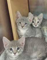 Hi, we re Emerson and Jack, and we re 3-month-old gray Tabby brothers. Our sister Sophie, in the background, has been adopted. We two precious babies are lively, sweet, and good with dogs!