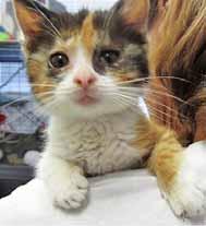 Now, I have a name, Zandy, and I m a beautiful, healthy, 4-month-old Calico kitten. My only worry now is finding a forever home.