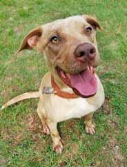 I can t understand it because I have a fun and playful personality and am full of love. I am spayed, vaccinated and on heartworm prevention. All I need is someone to visit with me and fall in love!