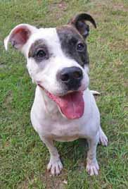 My name is Goochi and I m a beautiful lady who would love to be part of your family! I m an American Staffordshire Terrier with a stunning reddishcolored coat.