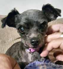 Come and meet me and let's play!! I m Lexi and I love nothing more than being on laps. I m a tiny pooch who only weighs 5 pounds, so that s a perfect fit for laps.