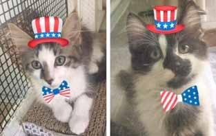 Please call 910-457-6340 to adopt us! SOAR (Southport Oak Island Animal Rescue) I'm so adorable I make you see stars! Bonjour - I am Minette and I'm about 3-months-old.
