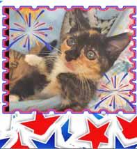 I'm Chloe and I would like nothing more than to celebrate the 4th of July with my new furever family.