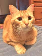 To adopt me, please call 910-499-1148 today! CAROLINA ANIMAL PROTECTION SOCIETY Hi, my name is Bella. I am special because I am an orange Tabby female. I am about 9-years-old.