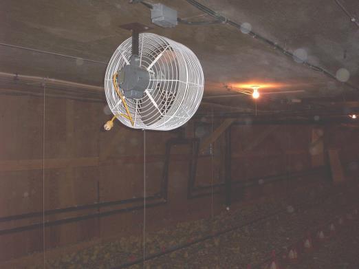 Principles for Poultry Barn Ventilation Use circulating fans Circ fans provide a great
