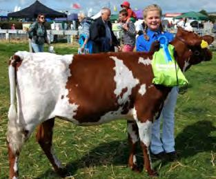 July Sponsors of Young Handler Cattle Classes