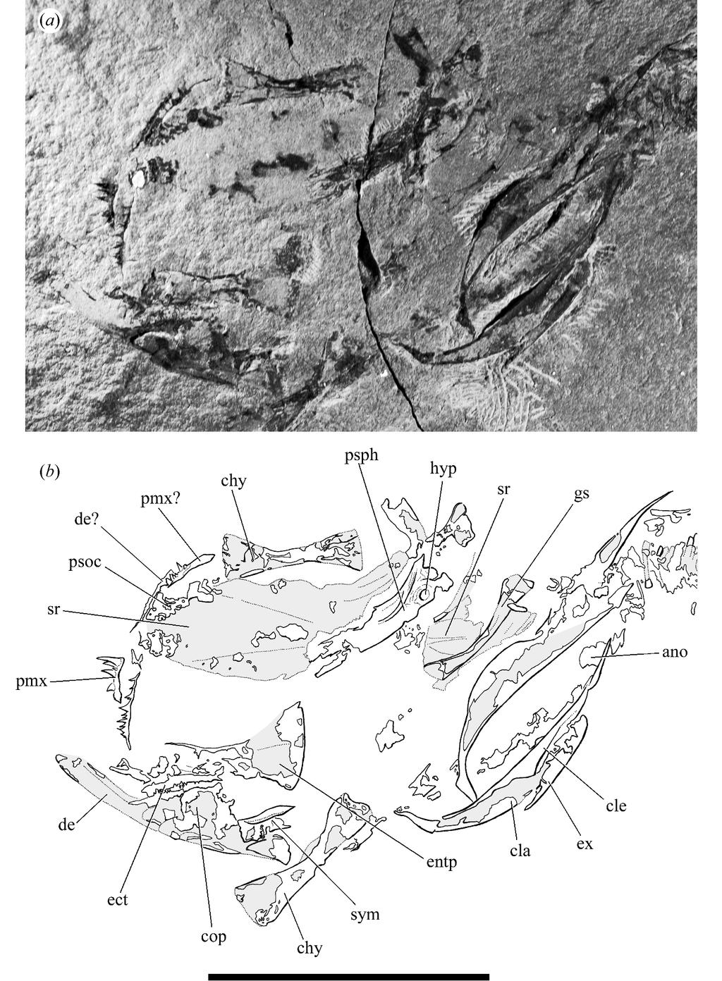 Electronic Appendix A. Supplemental Morphological Data. Figure A1. Holopterygius nudus Jessen (P 7789a), latest Givetian-earliest Frasnian, Bergisch-Gladbach, Germany. Skull and pectoral girdle.