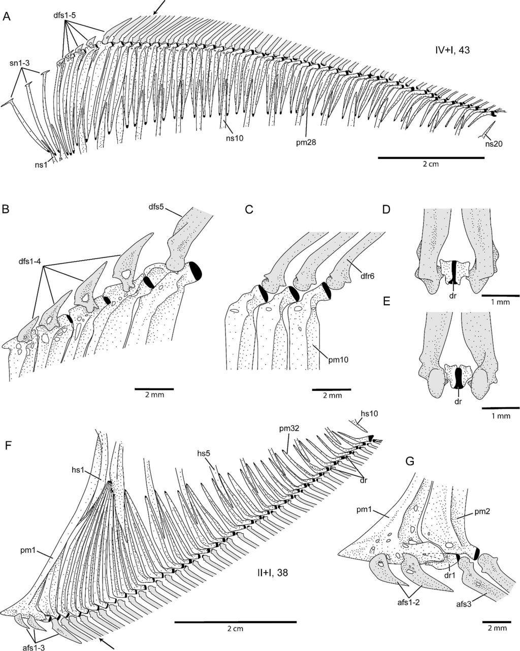 322 Copeia 2010, No. 2 Fig. 10. Median fin supports of Parastromateus niger (ANSP 62088, 120 mm SL).