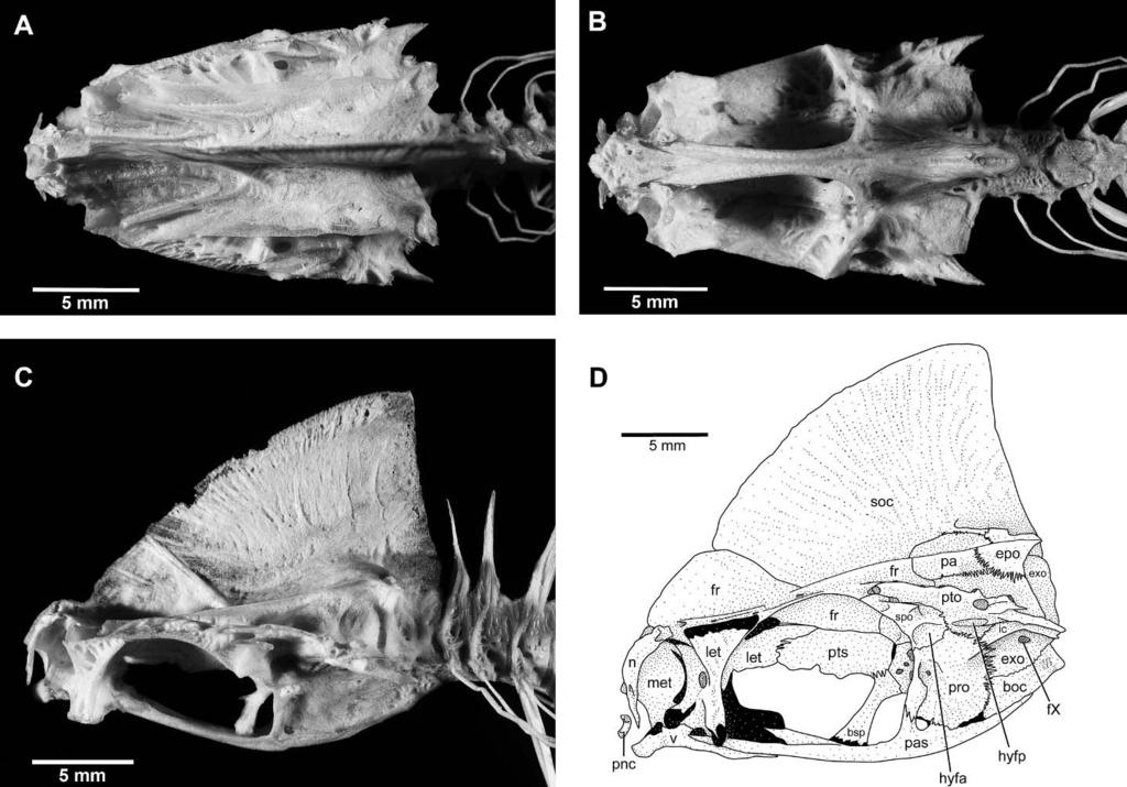 314 Copeia 2010, No. 2 Fig. 2. Photographs of the skull roof and neurocranium of Parastromateus niger in (A) dorsal, (B) ventral, and (C) left lateral views (AMNH 98949, est. 185 mm SL).