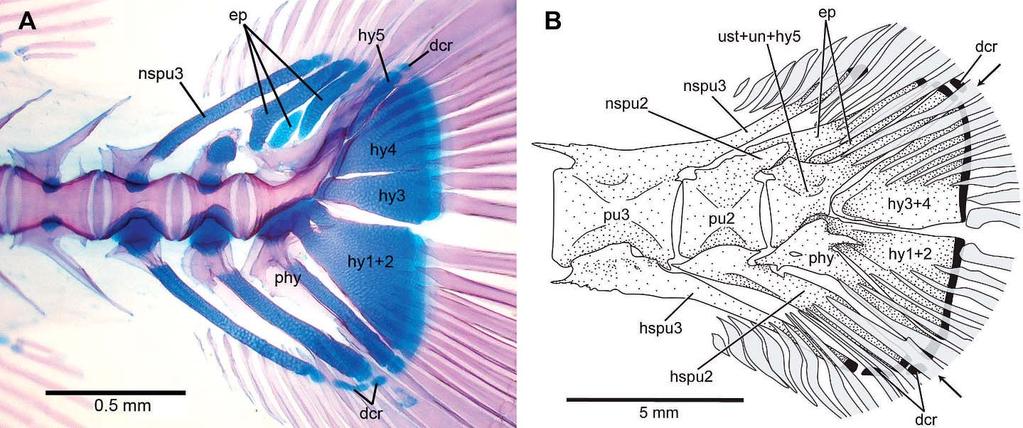 320 Copeia 2010, No. 2 Fig. 8. Vertebrae of Parastromateus niger (ANSP 62088, 120 mm SL). Anterior facing left. Bone in stipple, cartilage in black.