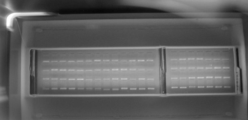 Characteristics of NA 100 R Bands of 80 PCR products