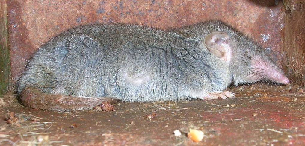 To many untrained eyes, a shrew look very much like a rat or a mouse due to its small size and furry appearance.
