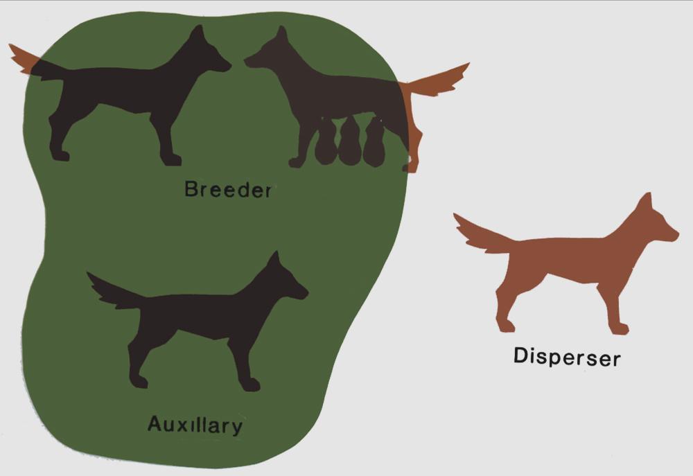 CAUSE: dispersal thresholdwolves likely to stay home longer Across species, age of dispersal
