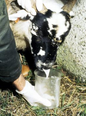 Don t keep lambs for breeding stock of infected animals.