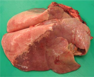 Ovine pulmonary adenocarcinoma(opa) Losses can be 20-25% in recently infected flocks and around