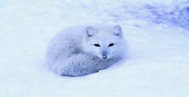Arctic Fox Adapted from Caroline Arnold s Snow Fox 1 It is winter in the far north. Ice and snow cover the land. The arctic fox is one of the few animals that can live in such a cold place.