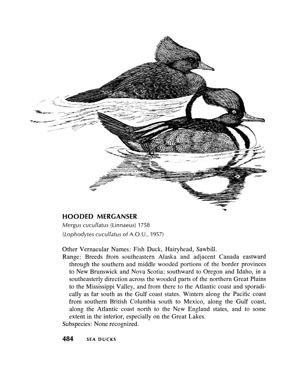 HOODED MERGANSER Mergus cucullatus (Linnaeus) 1758 (Lophodytes cucullatus of A.O.U., 1957) Other Vernacular Names: Fish Duck, Hairyhead, Sawbill.