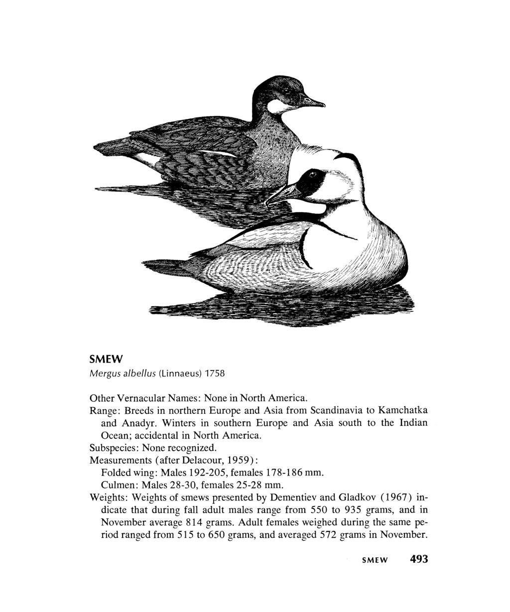 SMEW Mergus a/bel/us (Linnaeus) 1758 Other Vernacular Names: None in North America. Range: Breeds in northern Europe and Asia from Scandinavia to Kamchatka and Anadyr.