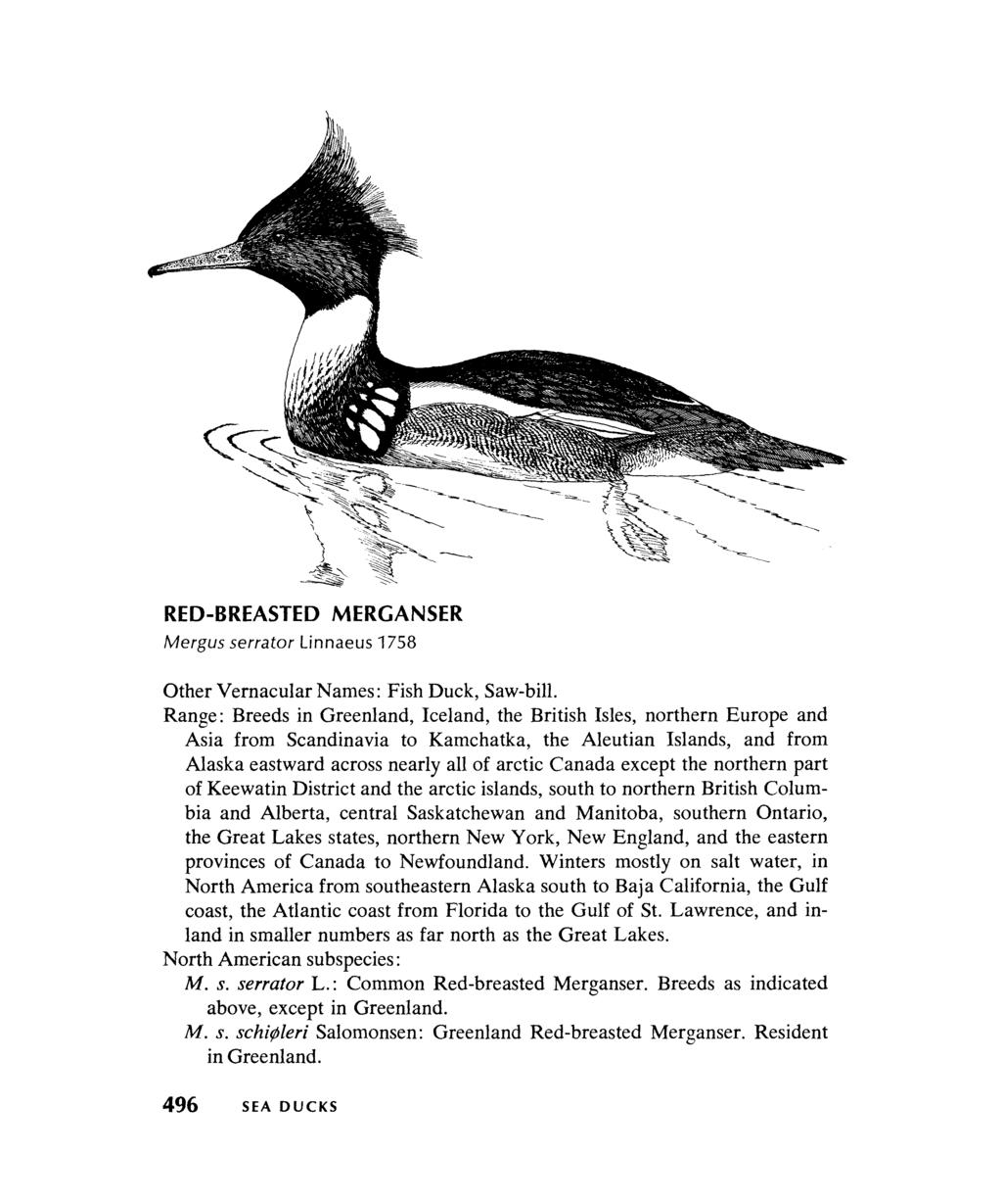 RED-BREASTED MERGANSER Mergus serrator Linnaeus 1758 Other Vernacular Names: Fish Duck, Saw-bill.