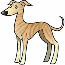 to fit greyhounds with