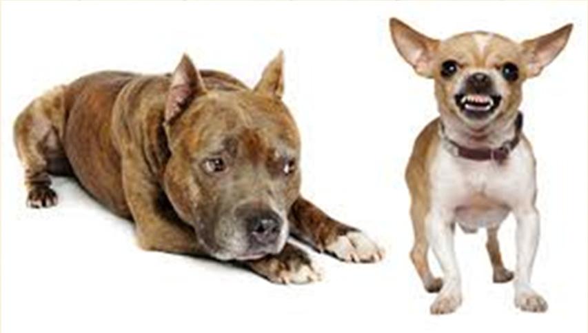 Breed Specific Legislation BSL Relates to