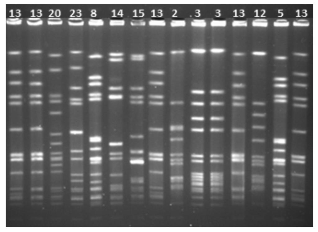 S. aureus Small-Colony Varıants in Cystıc Fıbrosıs Patıents Normal S. aureus S. aureus SCV P FOX GN VA a TEC b E b CC CH a TET LVX SXT RD a Fig 3 Resistance rates of normal S. aureus and S.
