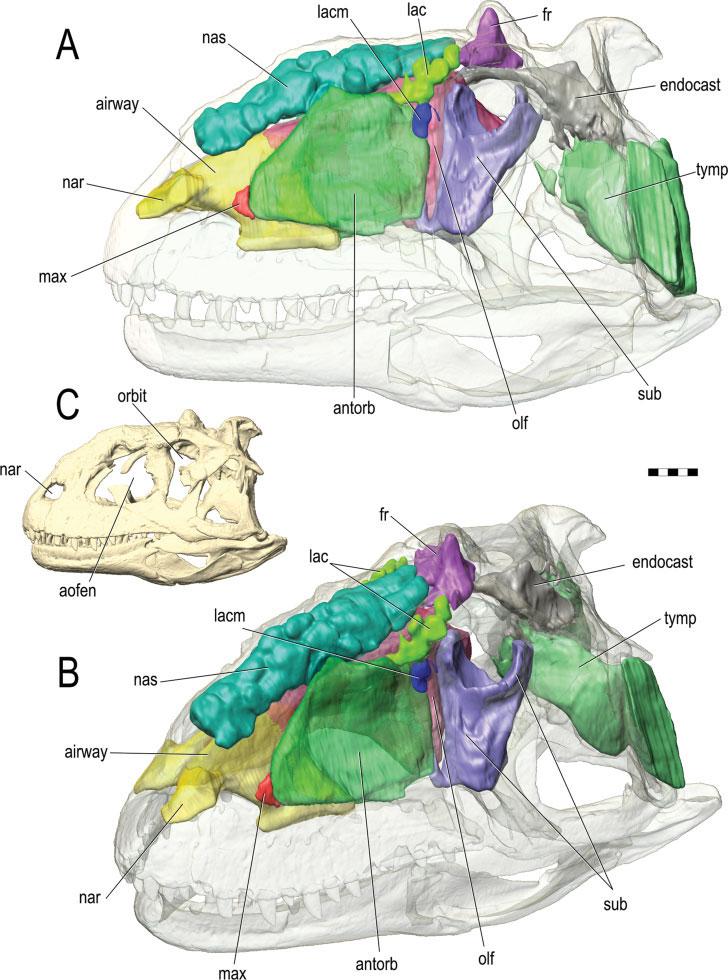 1372 WITMER AND RIDGELY Fig. 5. Paranasal sinuses and other cephalic components of Majungasaurus crenatissimus (FMNH PR2100) based on CT scanning followed by segmentation and 3D visualization.