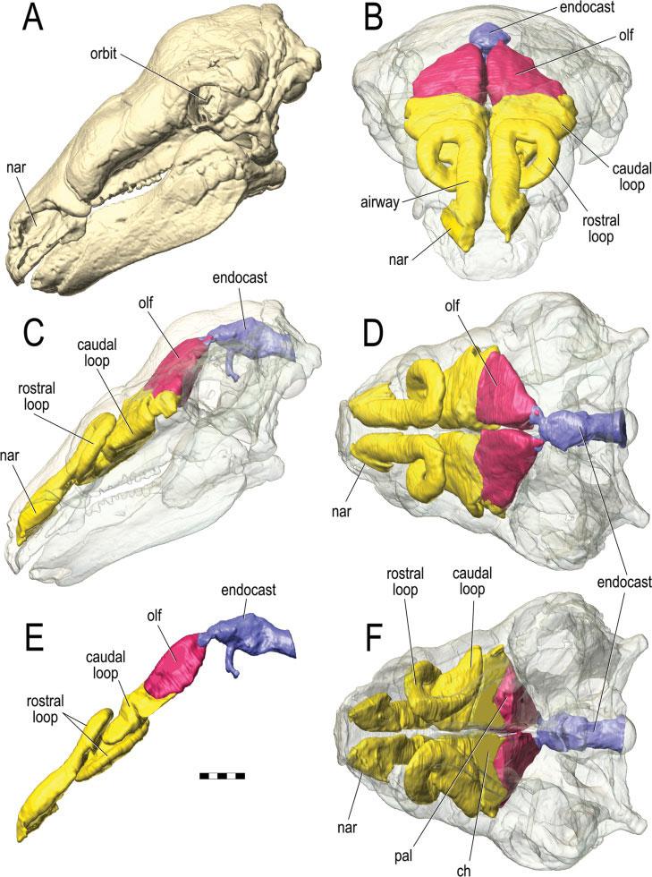 1378 WITMER AND RIDGELY Fig. 7. Paranasal sinuses and other cephalic components of Panoplosaurus mirus (ROM 1215) based on CT scanning followed by segmentation and 3D visualization.