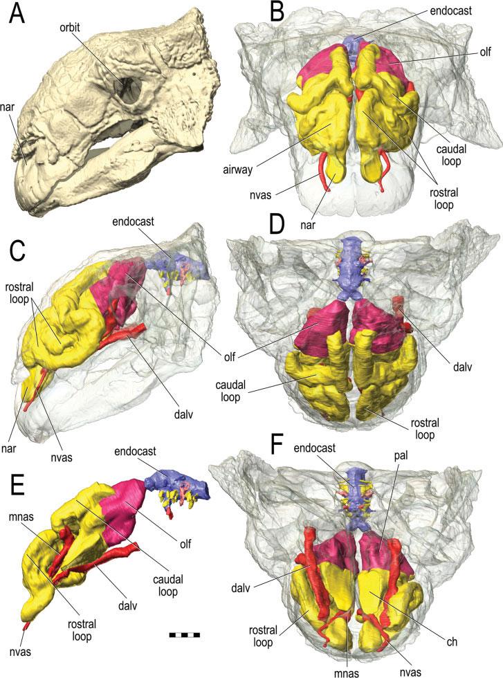 1382 WITMER AND RIDGELY Fig. 8. Paranasal sinuses and other cephalic components of Euoplocephalus tutus (AMNH FR 5405) based on CT scanning followed by segmentation and 3D visualization.