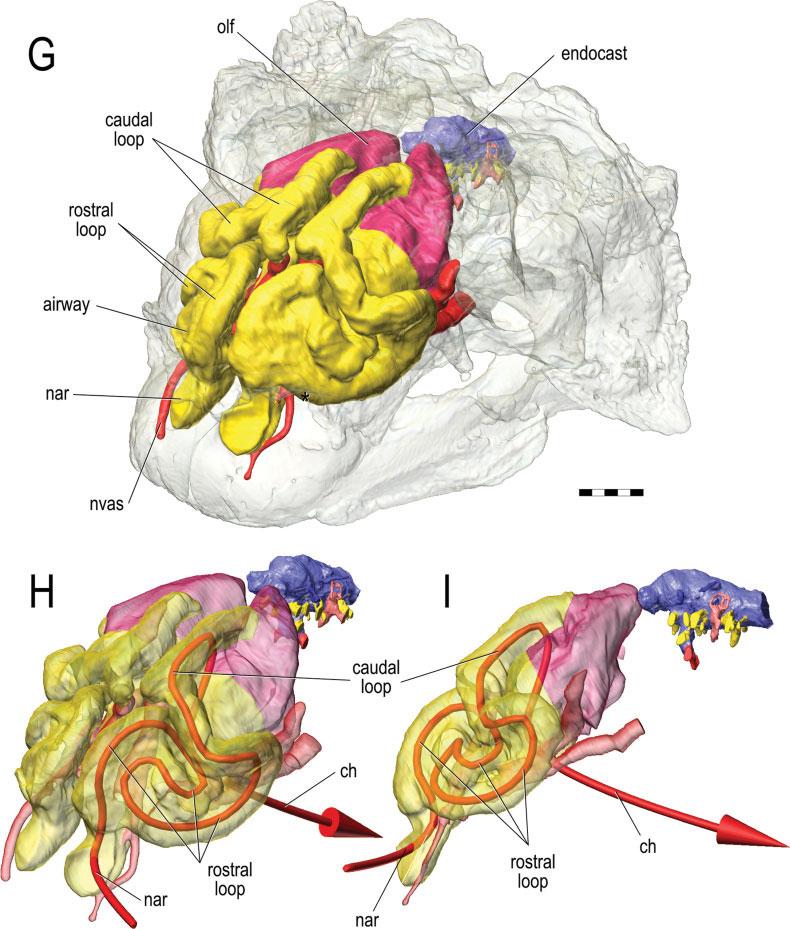 DINOSAUR PARANASAL AIR SINUSES 1383 Figure 8. (continued) (Figs. 5 and 6), the heads of Majungasaurus and Tyrannosaurus weighed 32.1 and 515.5 kg, respectively.