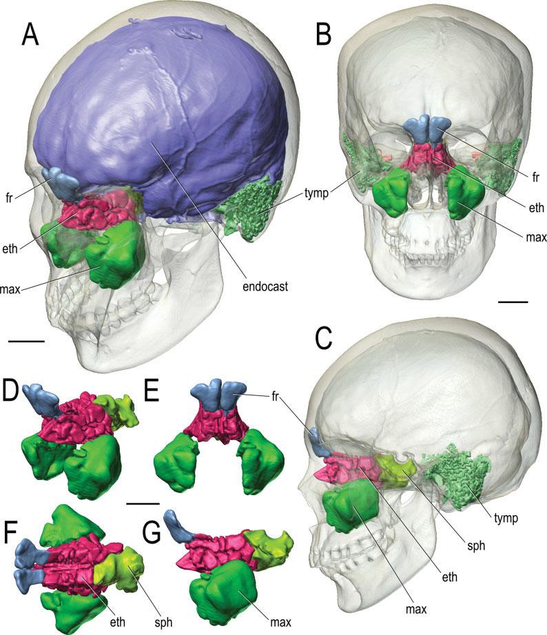 1364 WITMER AND RIDGELY Fig. 1. Paranasal sinuses and other cephalic components of a human (Homo sapiens, OUVC 10503) based on CT scanning followed by segmentation and 3D visualization.